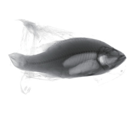 凍結された海藻食品に含まれる外物質を検出するための正確なX線検査システム
