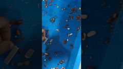 ユニコンプテクノロジー - 食品X線検査 - ピーナッツ検査